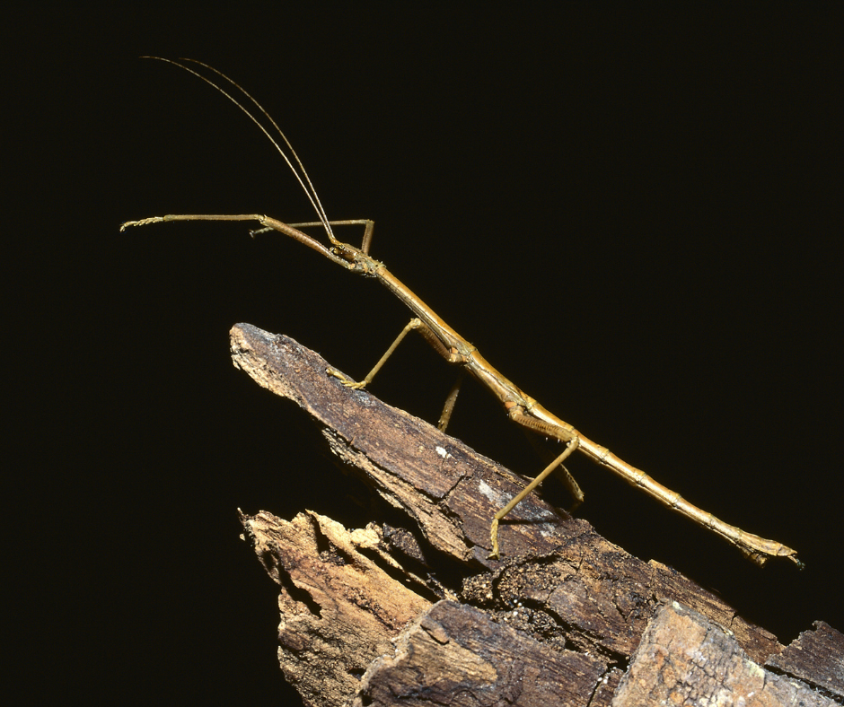 Stick Bugs in Your Yard Are Stick Bugs Dangerous?